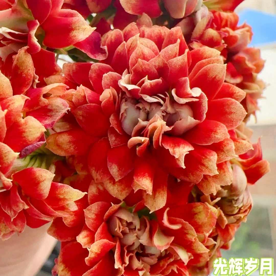 (光辉岁月110盆)基地直发长寿 稀有橘色超大花品种 室内懒人花
