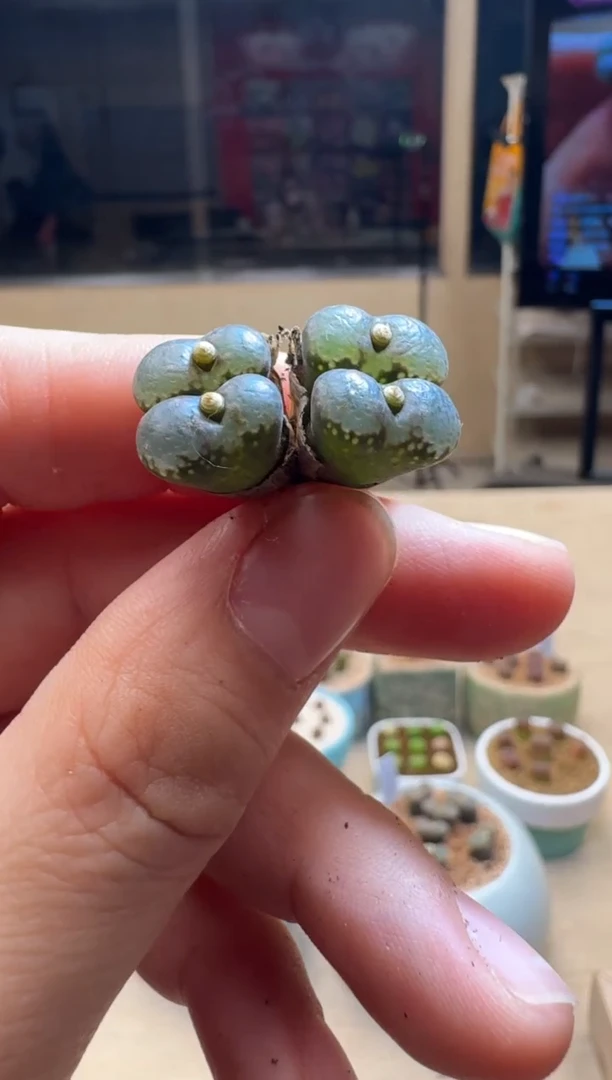 【闪购商品】1/24-135