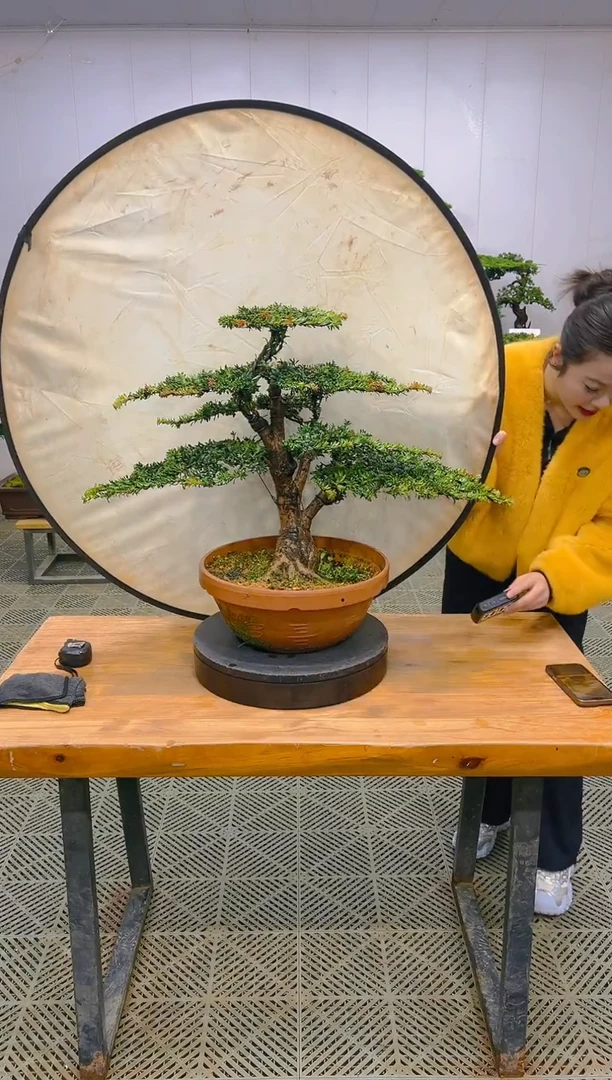 无花朵一物一拍一物一拍