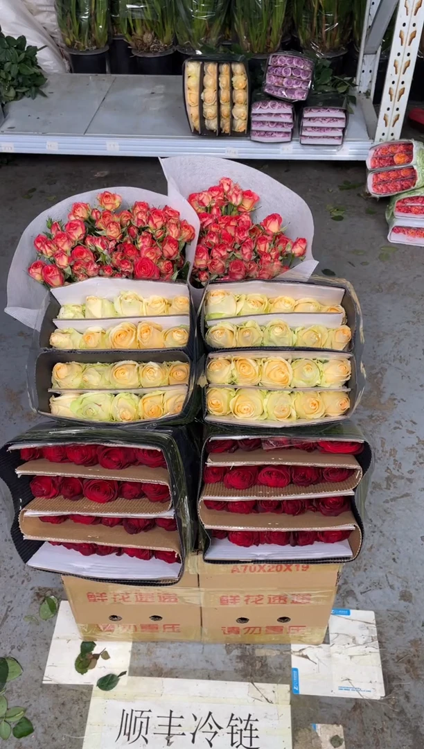 高原红20枝+香槟20枝+爱丽丝10枝