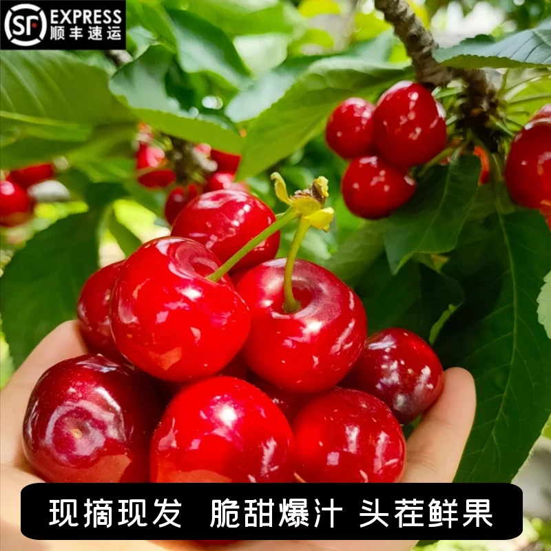 【顺丰空运】（外省拍）四川汶川车厘子茂县樱桃国产大樱桃当季孕妇适