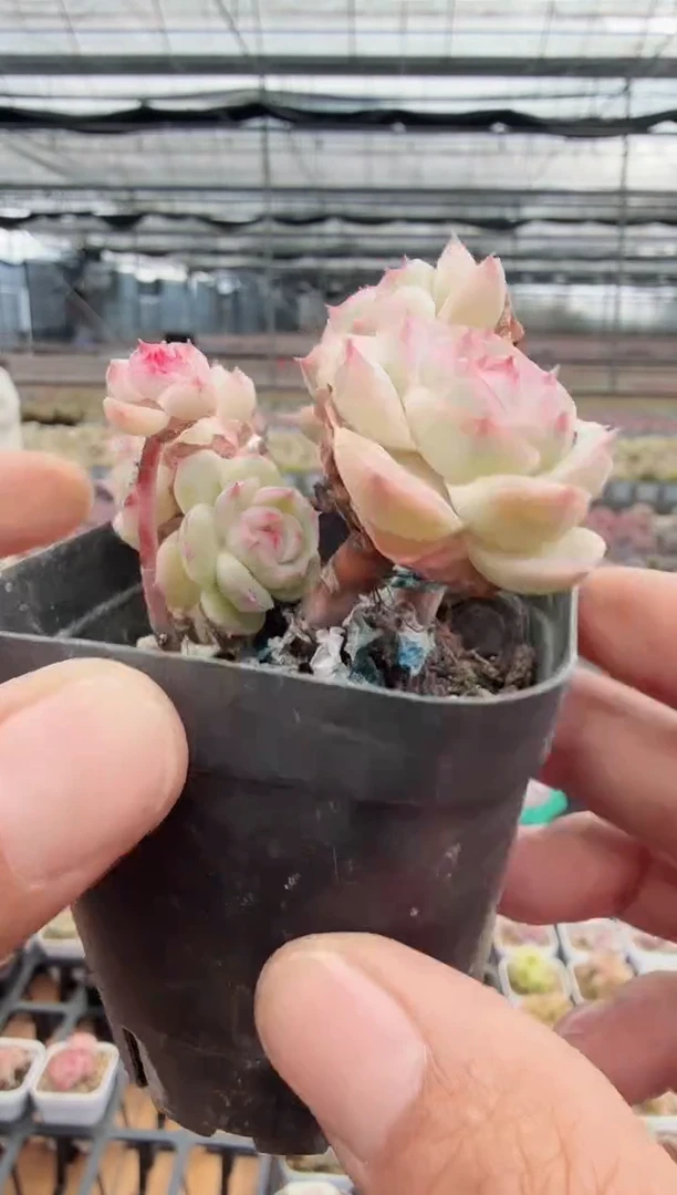 东云多肉园新款-50