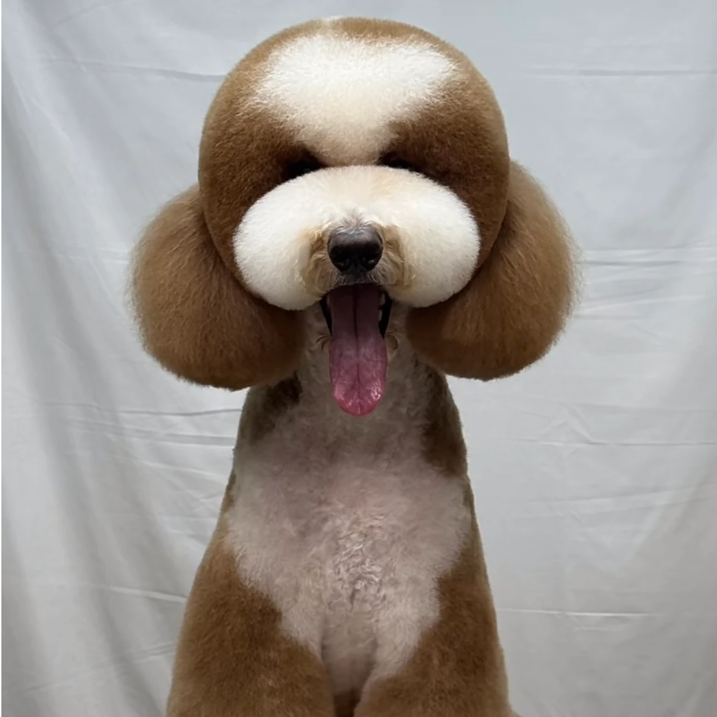 （Lucky）巨贵宠物活体狗狗