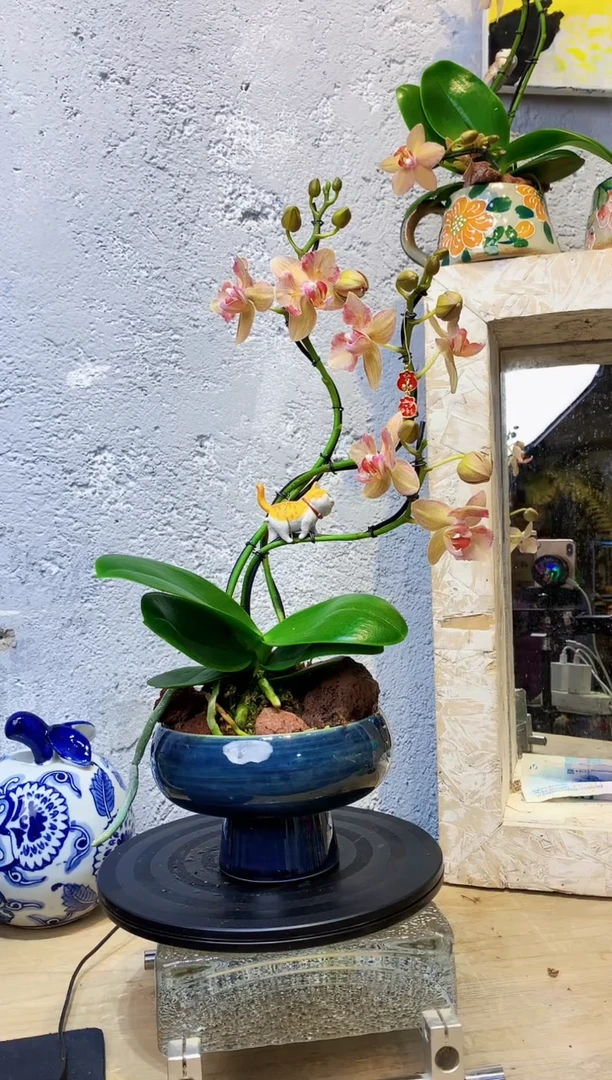 大部分花苞少量开放123小众蝴蝶兰艺术盆景一物一拍