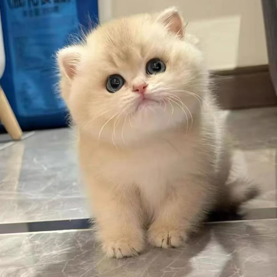 超吉猫宠物猫英短蓝猫蓝白金银渐层美短缅因布偶暹罗