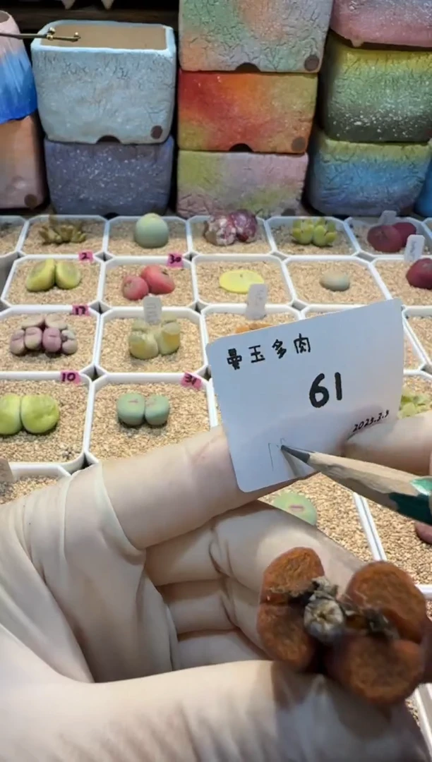 【闪购商品】25.3.5-61