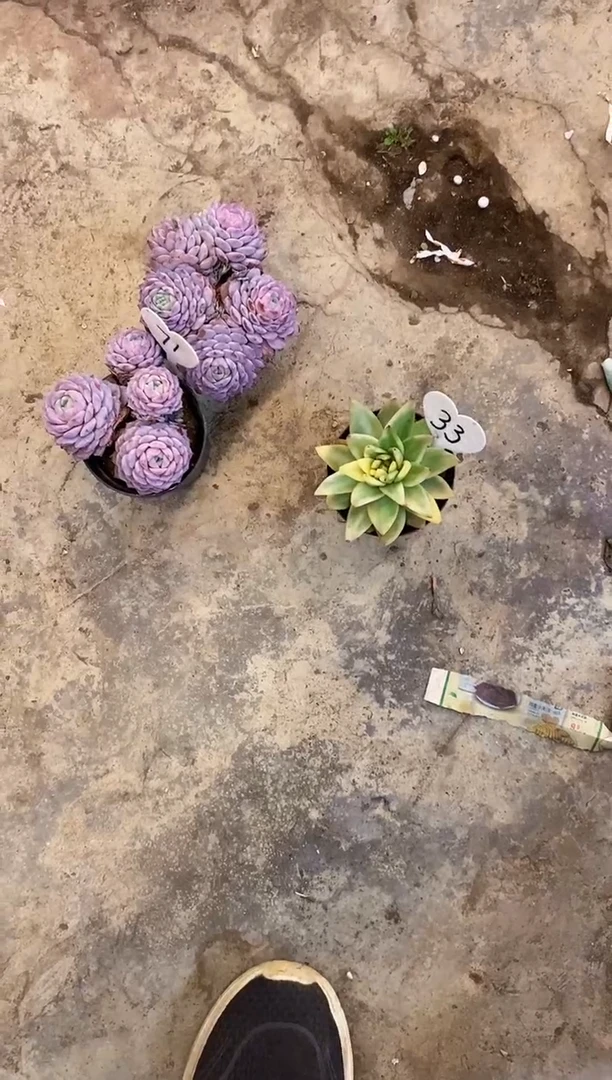 Z****8                33号（带盆土）￥16