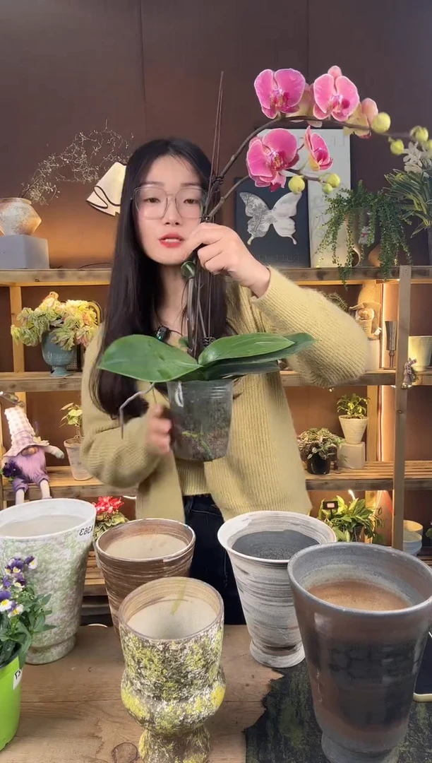 以实际为准?**?044蝴蝶兰育苗盆