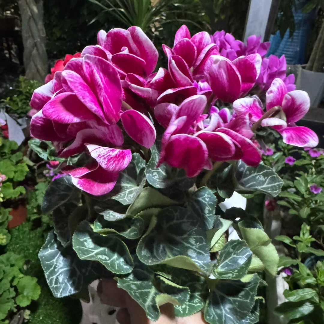 仙客来迷你型小款A级