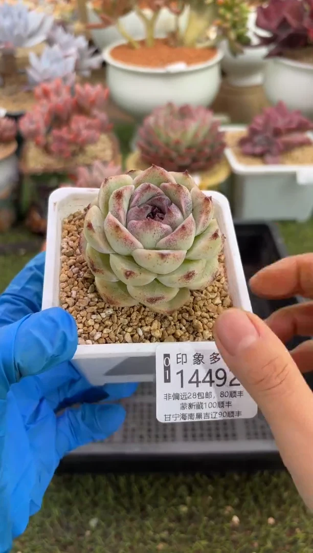 【闪购商品】14492