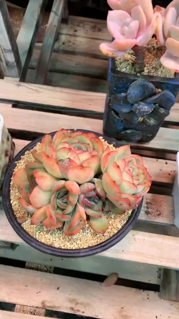 【闪购商品】509XXX