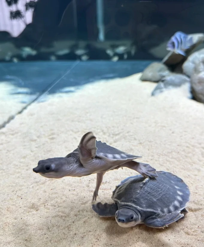 瑕疵猪鼻龟 小乌龟  乌龟活体 龙鱼伴侣混养