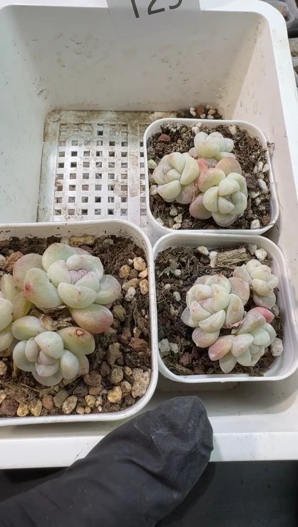 【闪购商品】129号到手1框-江北多肉