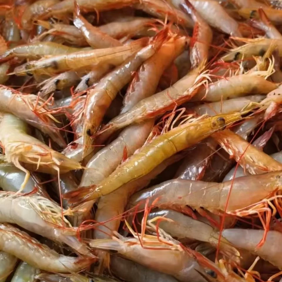 3斤纯天然海麻虾(明卢)中虾剑虾沙卢虾 1斤/盒 天然海捕顺丰包邮