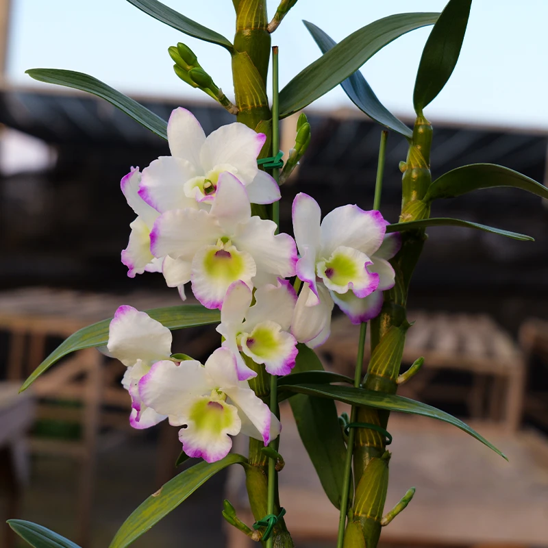 春石斛[初吻]高杆白花纯洁高雅好养活