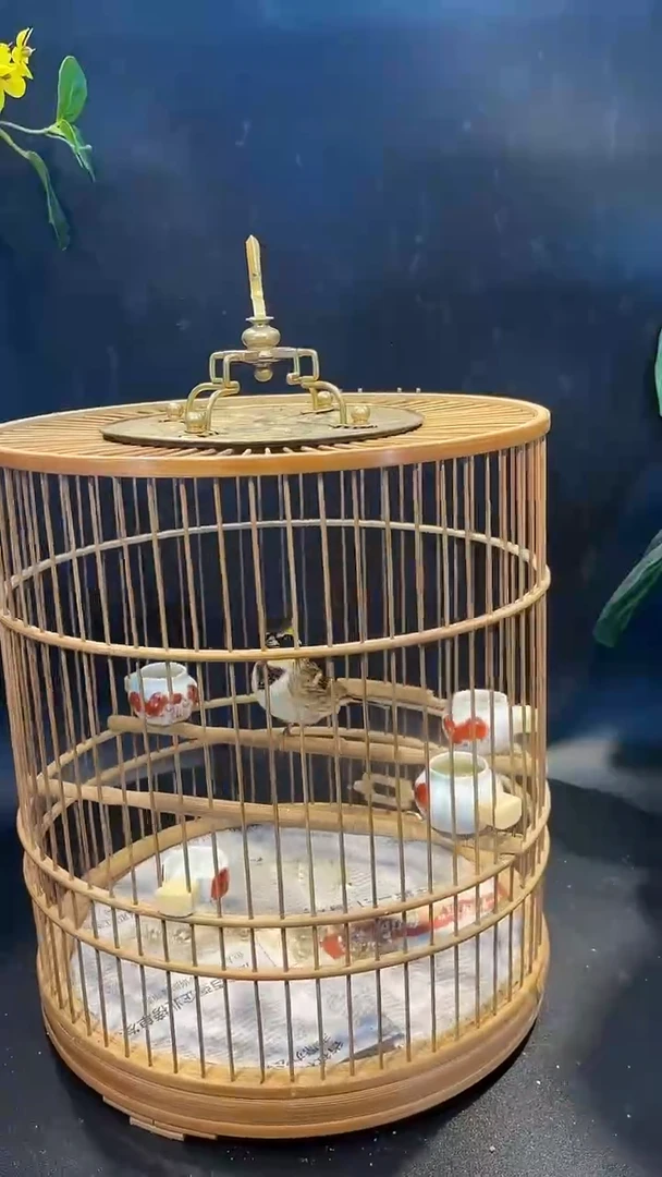 63号  虎头凤 养笼0元起拍