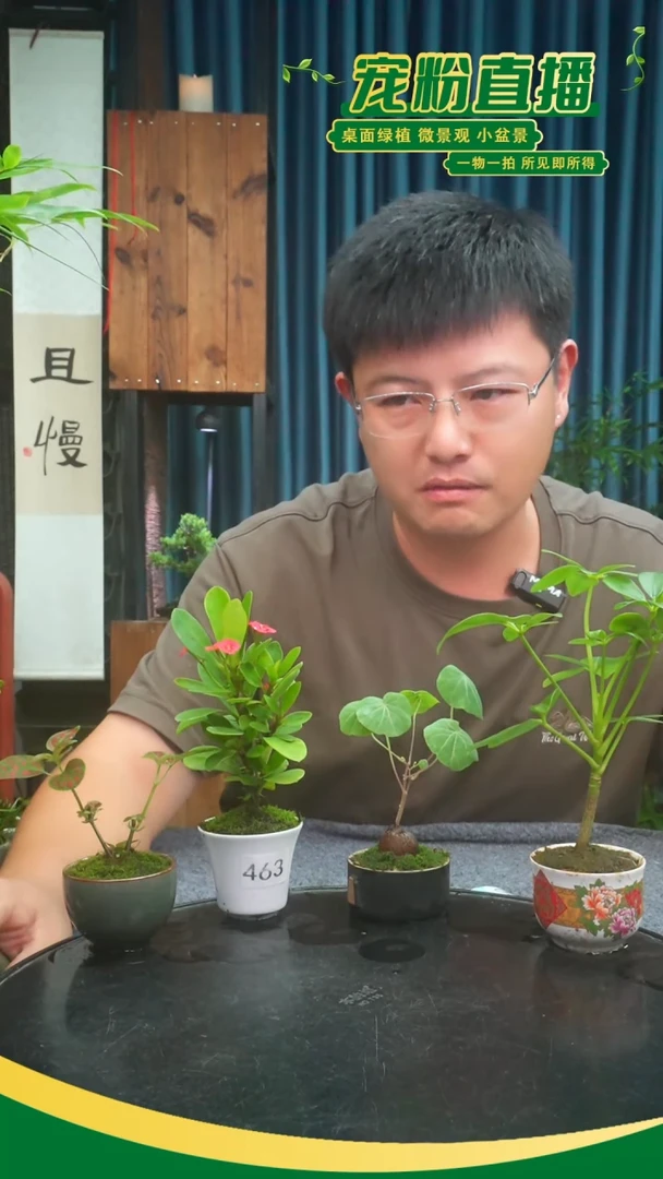 无花朵燕*扬苔藓微景观463号