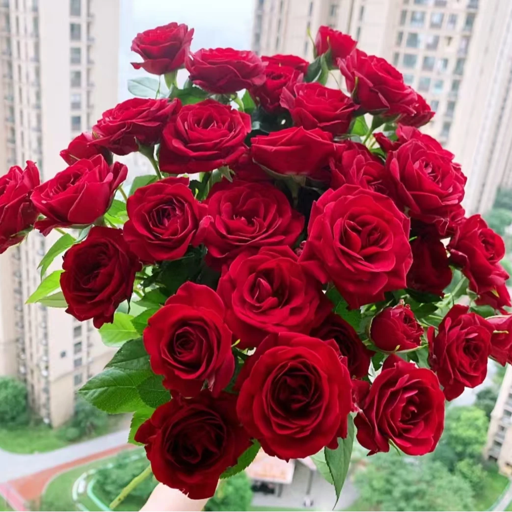 《红丝绒+果汁阳台》阿木  精品月季春季露天苗耐寒耐热四季开花