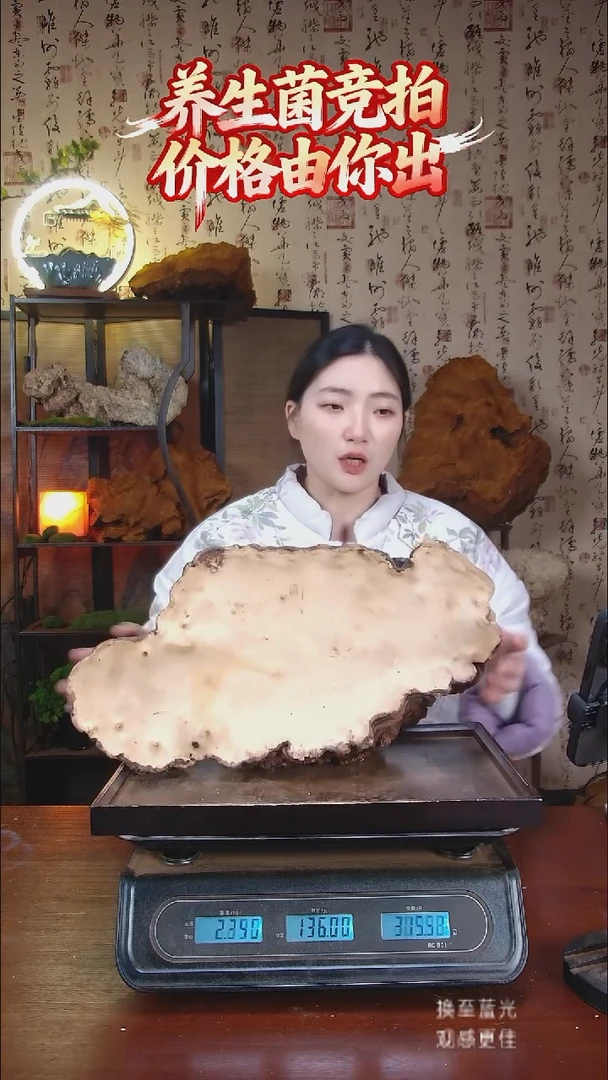 红缘拟层孔菌中国大陆【藏区野生】红缘树舌（4.79斤）50-60年份