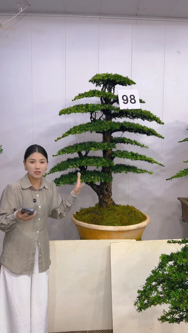 无花朵一物一拍一物一拍