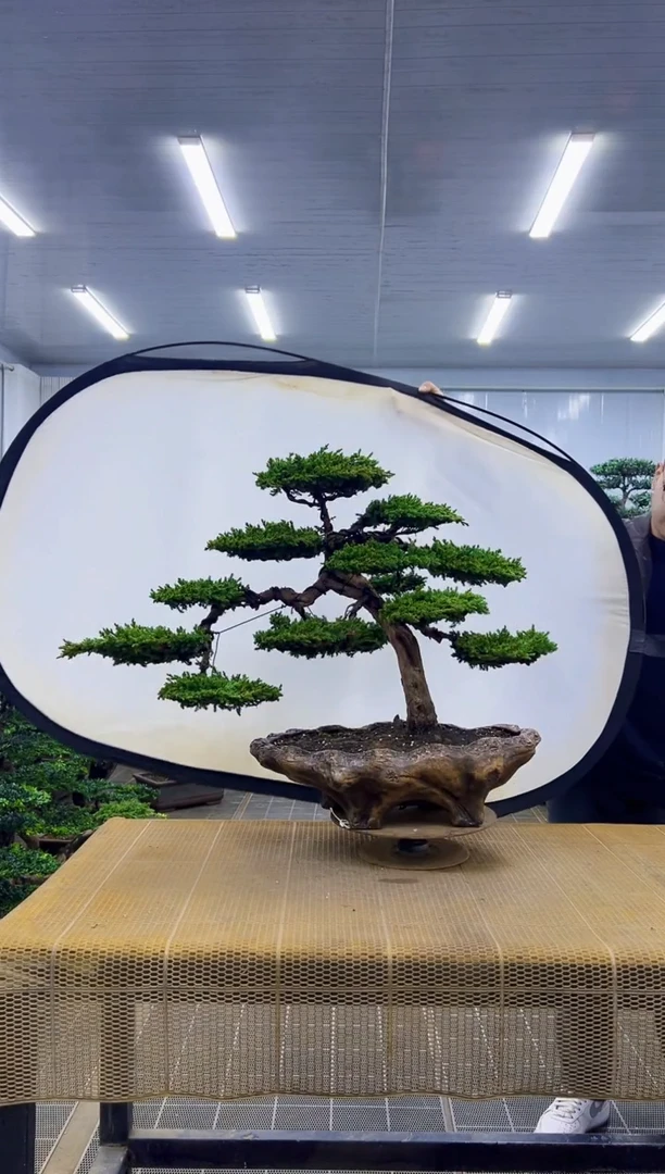 C**Y00000000000000000