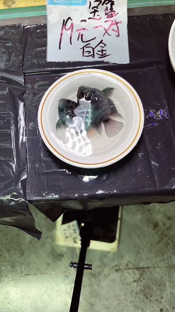 海水鱼迷你鹦鹉鱼