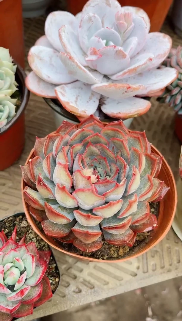 【闪购商品】08186