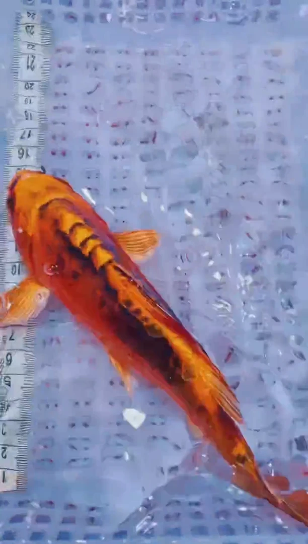 锦鲤血统锦鲤全场包邮126