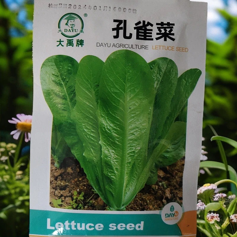 孔雀菜籽（6000粒左右）