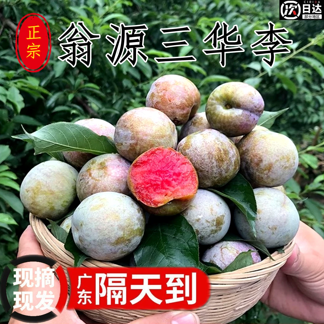 【三华】正宗翁源三华李脆甜爽口新鲜现摘当季水果特大果孕妇水果