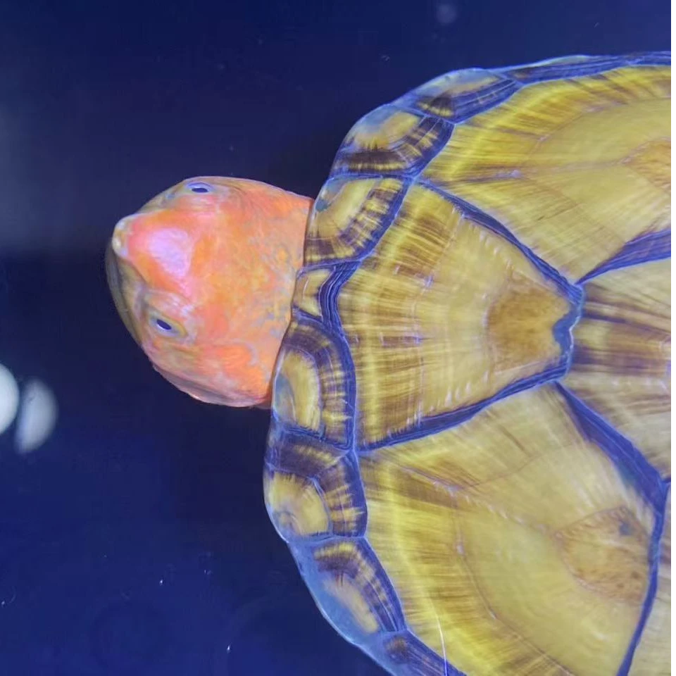 静宝家的龟活体乌龟（低于零度地区自动叠加十元加热包）