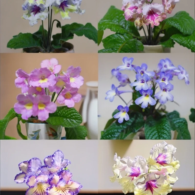 苦苣苔堇兰多年生多色盆栽花卉绿植大花好养活