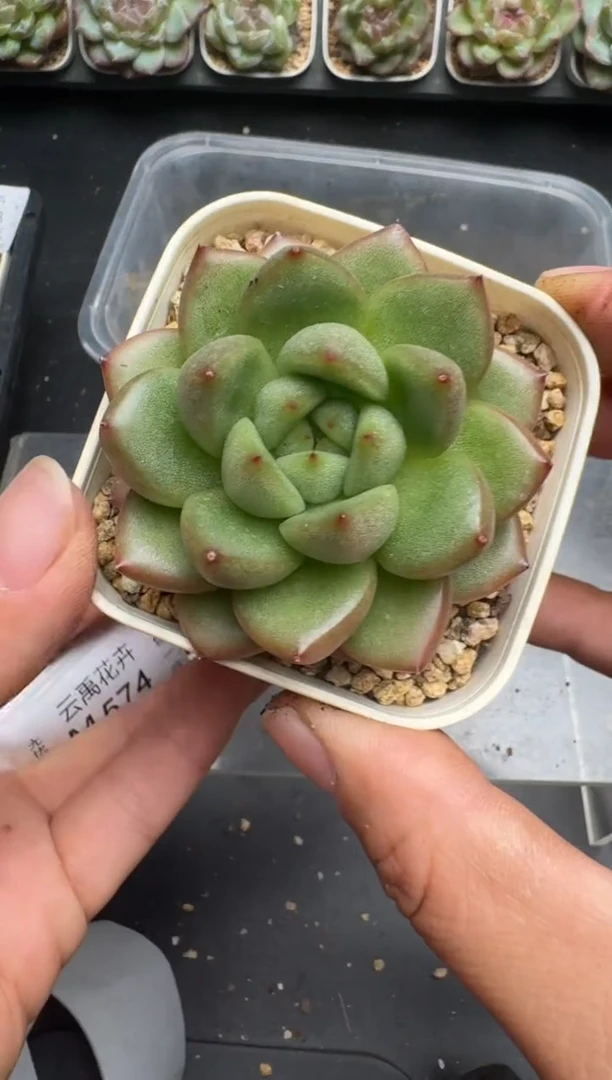 571M当天拍3颗包柚 带盆土纸巾打包 云禹花卉 珍妮多肉植物