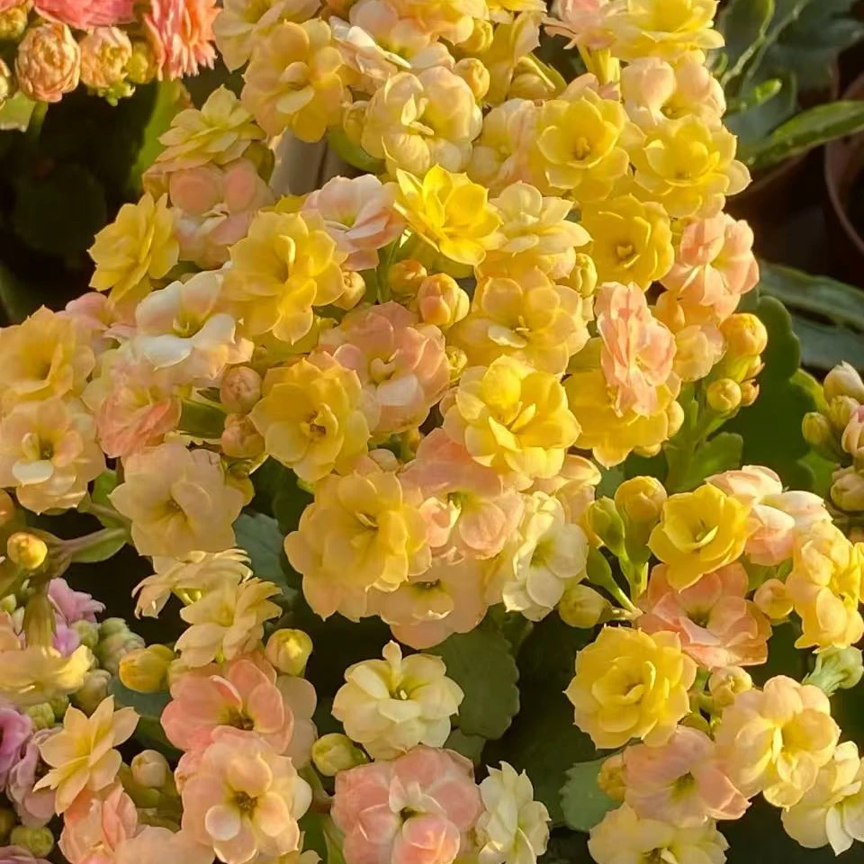 欢乐谷 长寿带花苞盆栽花卉庭院阳台新手易养护