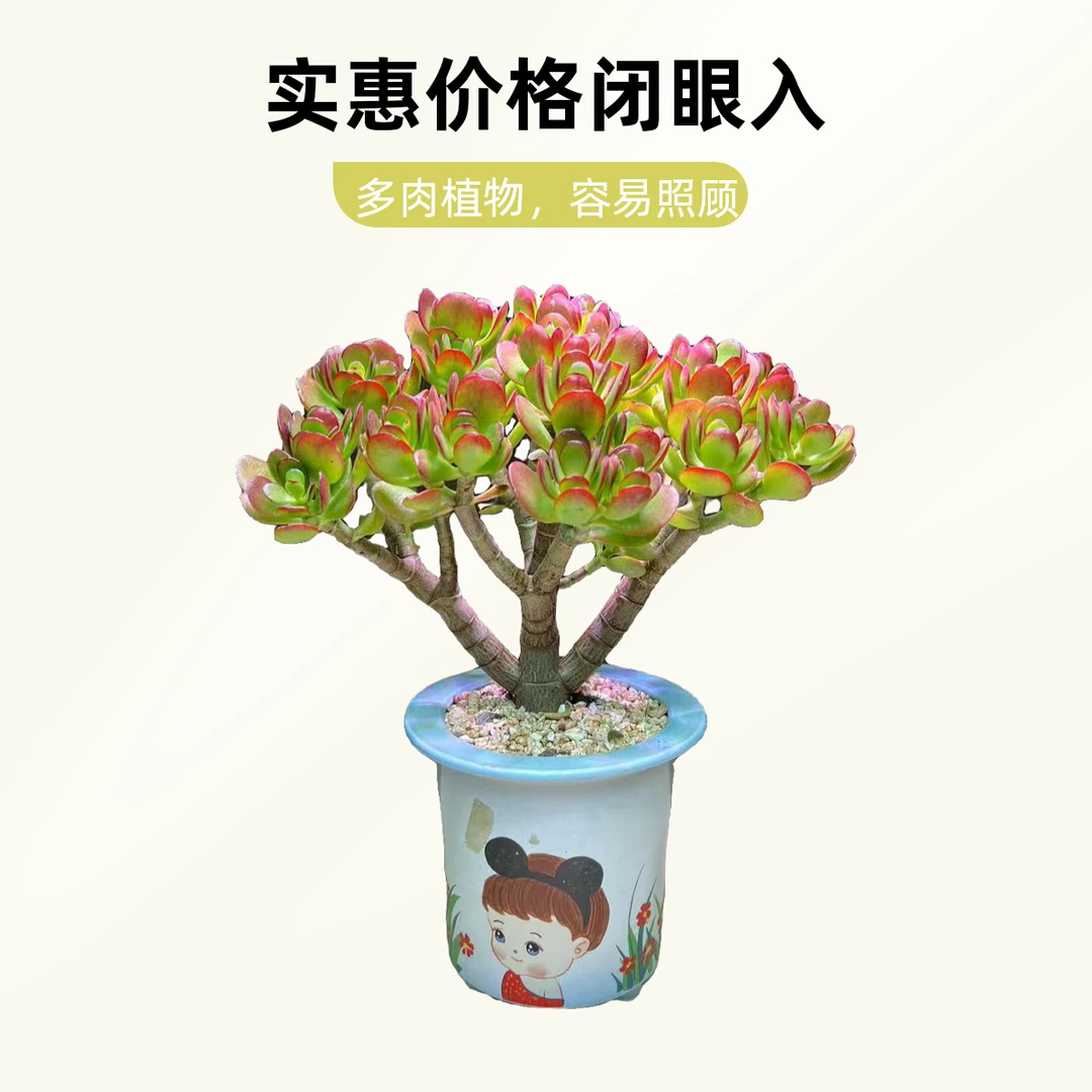 玉树 一物一拍摇钱树 三年老桩室内室外好养