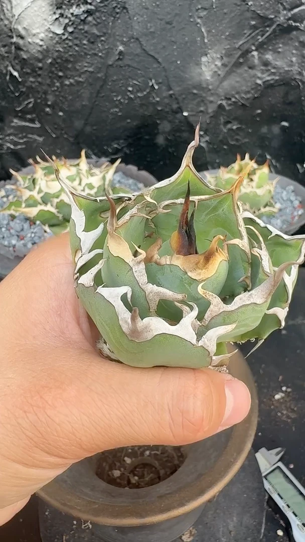 无花朵龙舌兰仁王冠黑帝斯