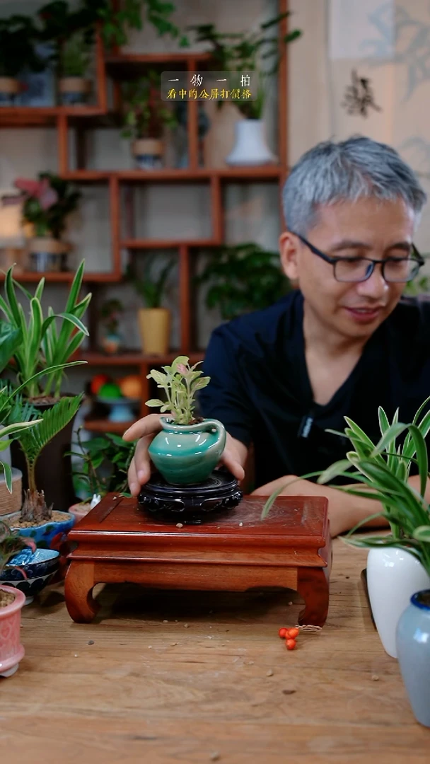 不开花植物椰*子网纹草172