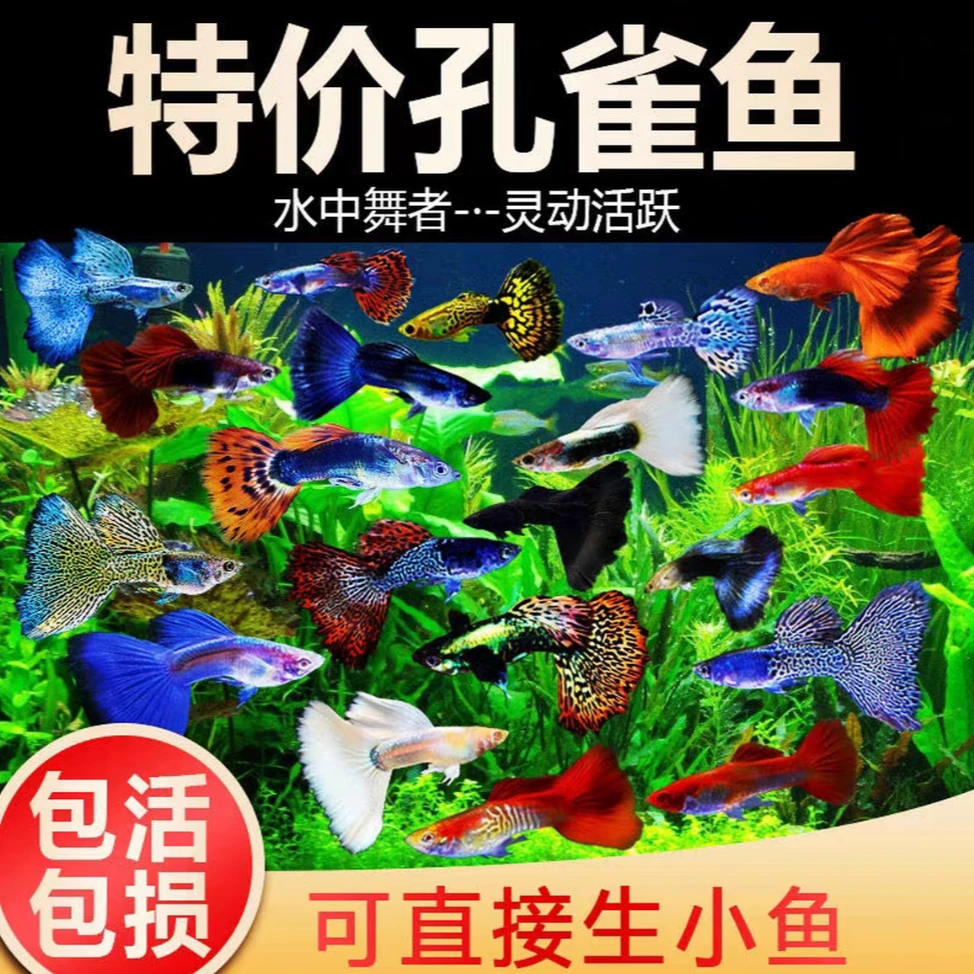 [开播福利深海套餐]精品纯种孔雀鱼好看好养新手专属练手鱼