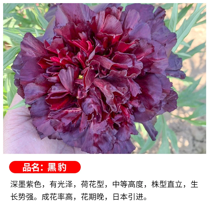 【原土球发货】【黑豹】洛阳牡丹花苗观赏重瓣耐寒盆栽室内庭院带芽