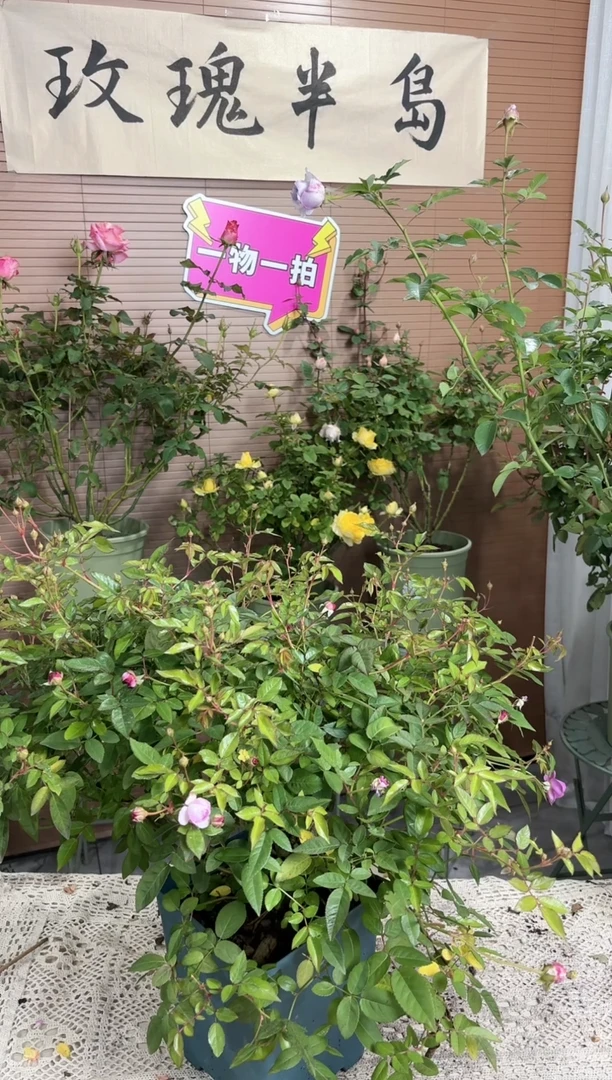 玛姬婶婶1.5加仑扦插苗