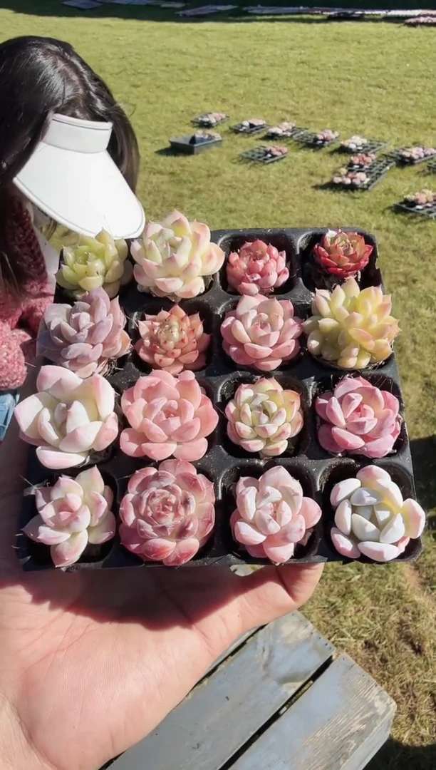 东云多肉园新款-145