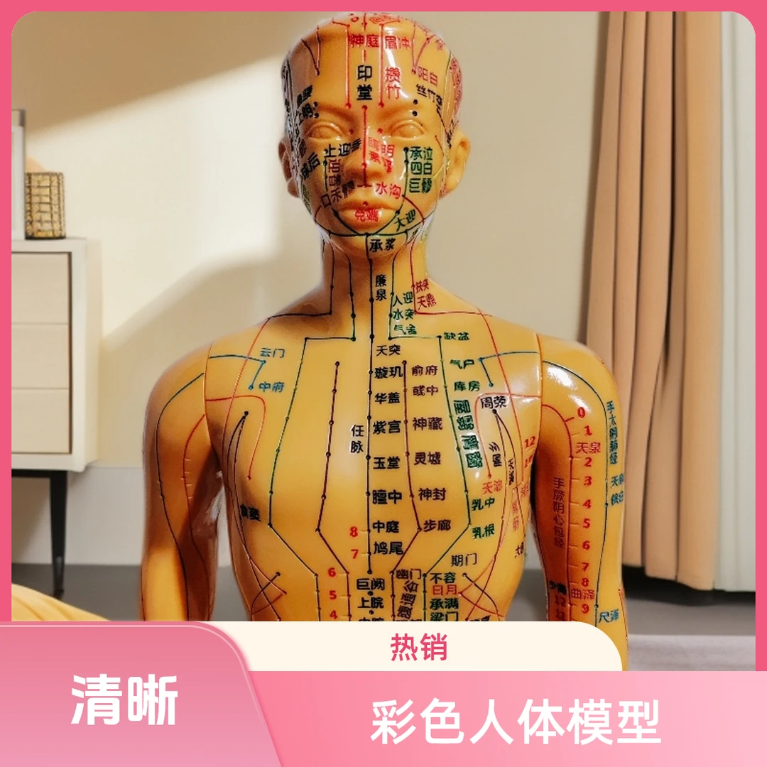 彩色刻字清晰全身人体经络穴位模型针灸按摩教学用小皮人模型清晰