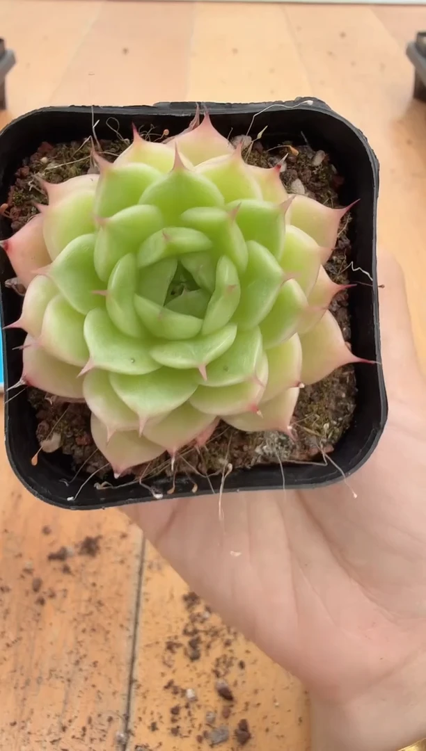 东云多肉园二店-166