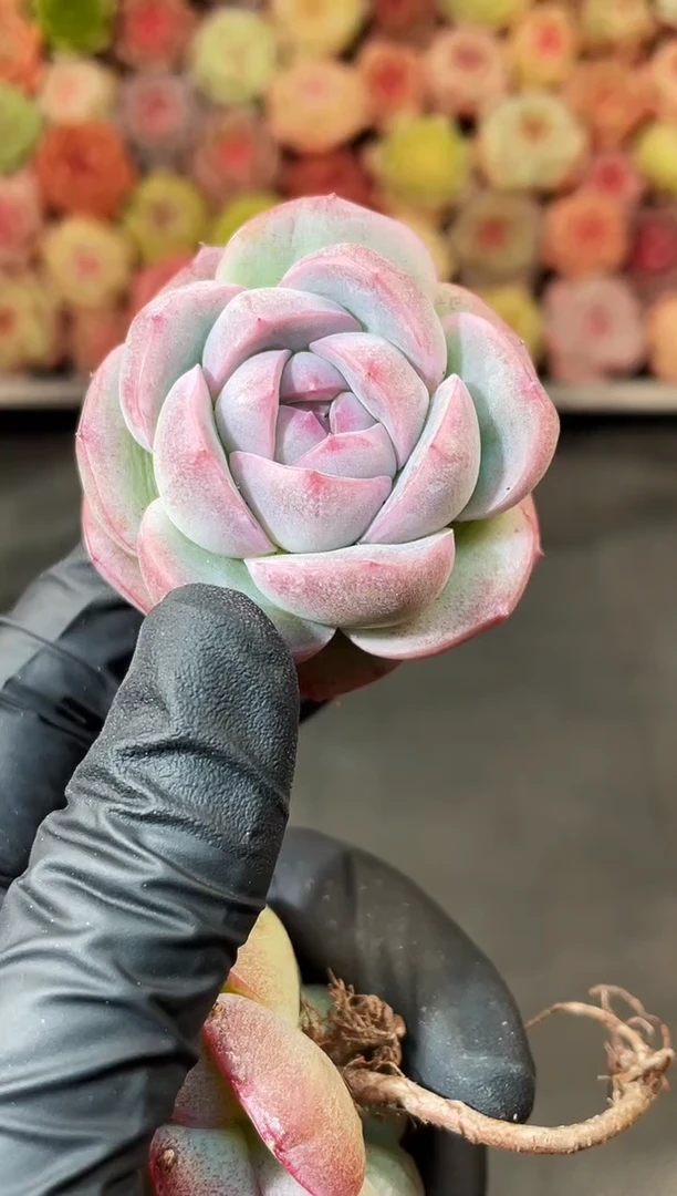 6-69 草莓圣代3-4厘米 量拍发一颗