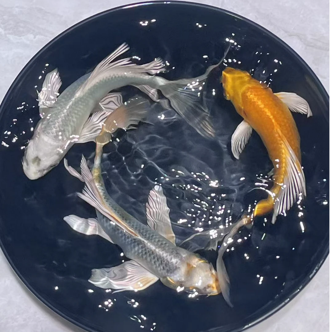 圆红牌201-249号锦鲤蝴蝶鲤观赏鱼活体宠物鱼