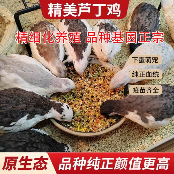 全色系芦丁宠物全毛精品50-60天成年产蛋阳台萌宠养殖场保温发货