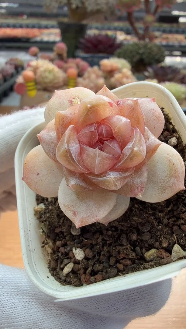 东云多肉园二店-34