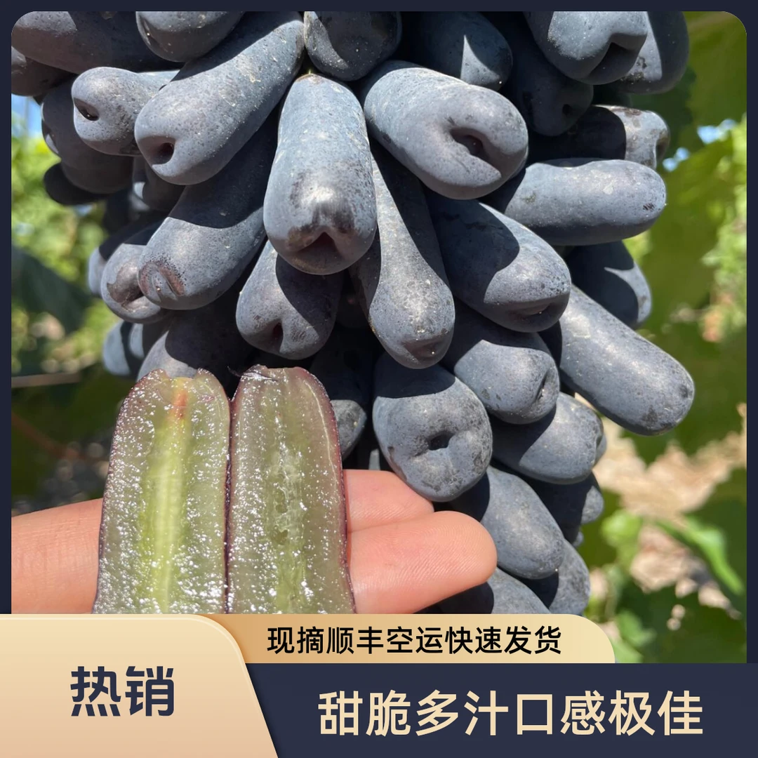 云南阳光蓝宝石葡萄 甜脆多汁 现摘顺丰空运发货