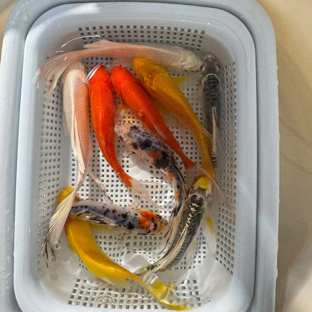 【2黄2红2白2黑2水墨】10-12公分冷水观赏鱼锦鲤鹦鹉好养耐活