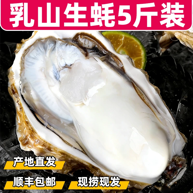 【正宗乳山生蚝】五斤帝王蚝海鲜水产新鲜牡蛎冷水蚝清蒸烧烤非免洗